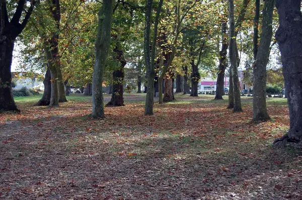 Monte Escalier Assistance Installateur Monte escalier Idron
